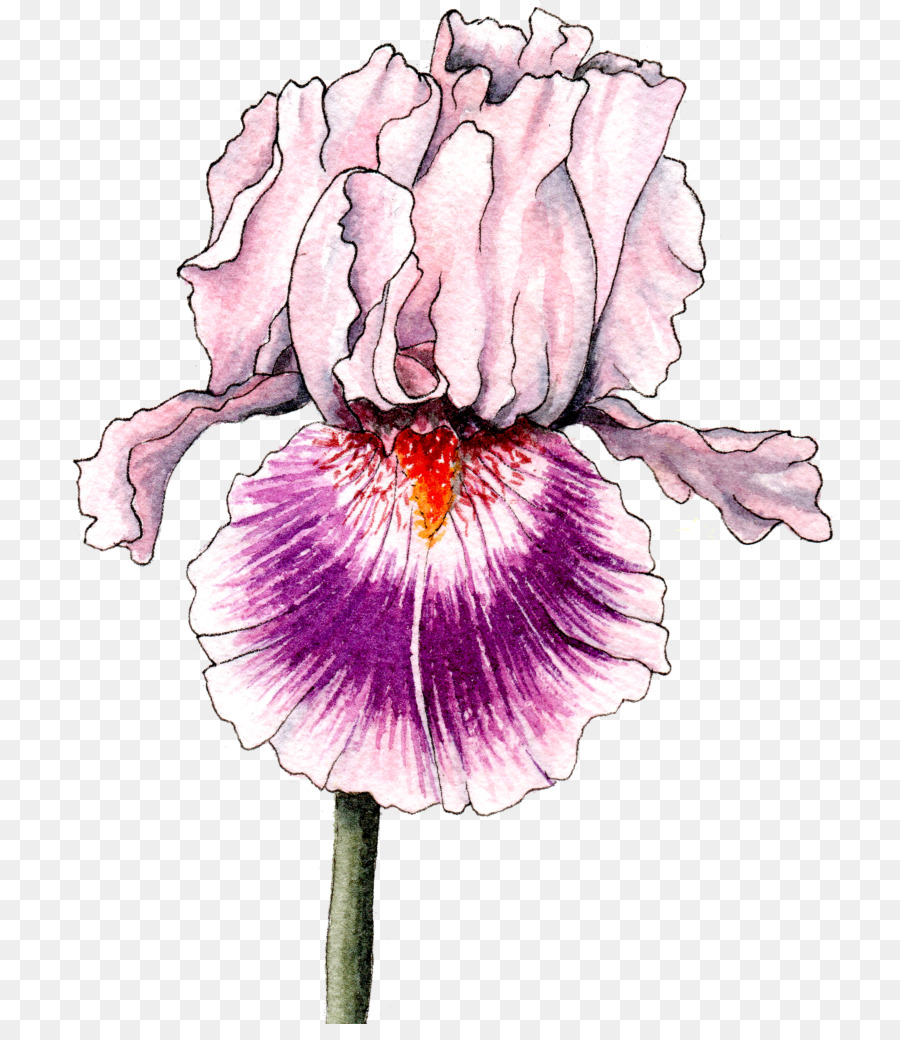 Violett Pflanzen-Magenta-Flieder-Lila - bärtige