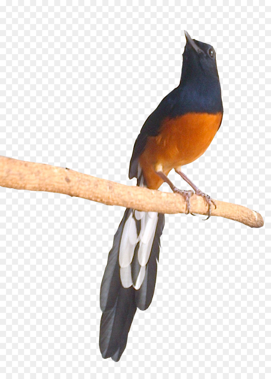 Chích Chòe Than – Oriental Magpie-Robin | Vietnam Wildlife