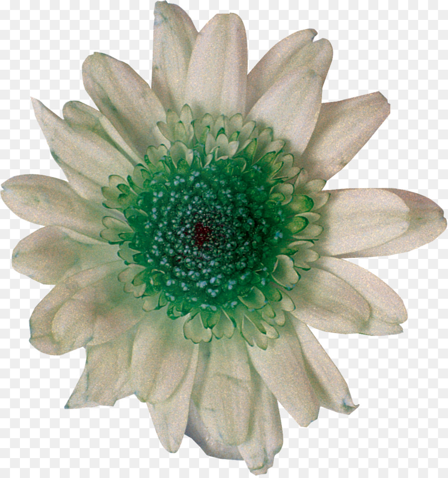 Schneiden Sie die Blumen Chrysantheme Daisy Familie Fotografie Weiß - Chrysantheme