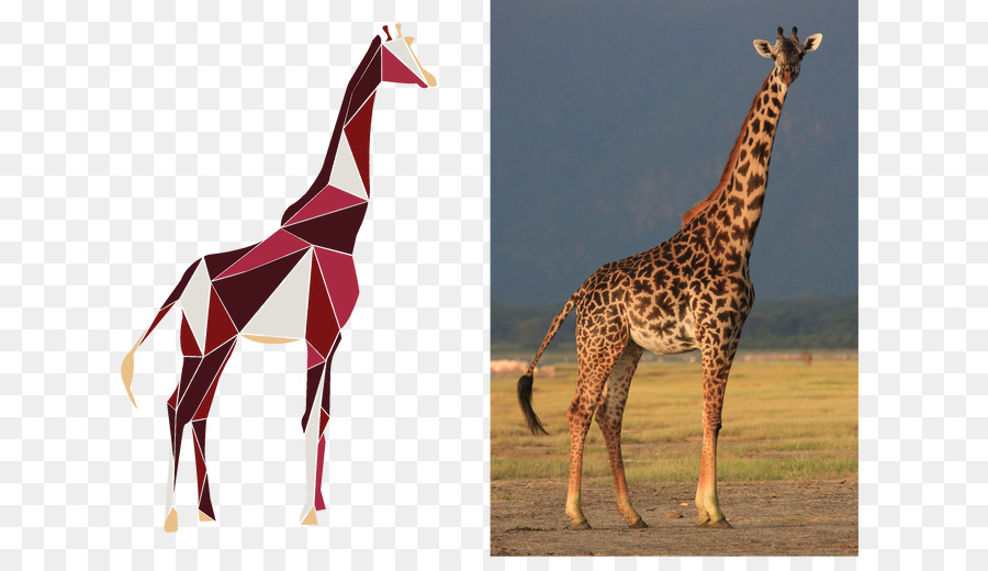 Masai giraffe, Was eine Giraffe Ist? Okapi Reticulated giraffe, Serengeti National Park - gold Pailletten Pulver