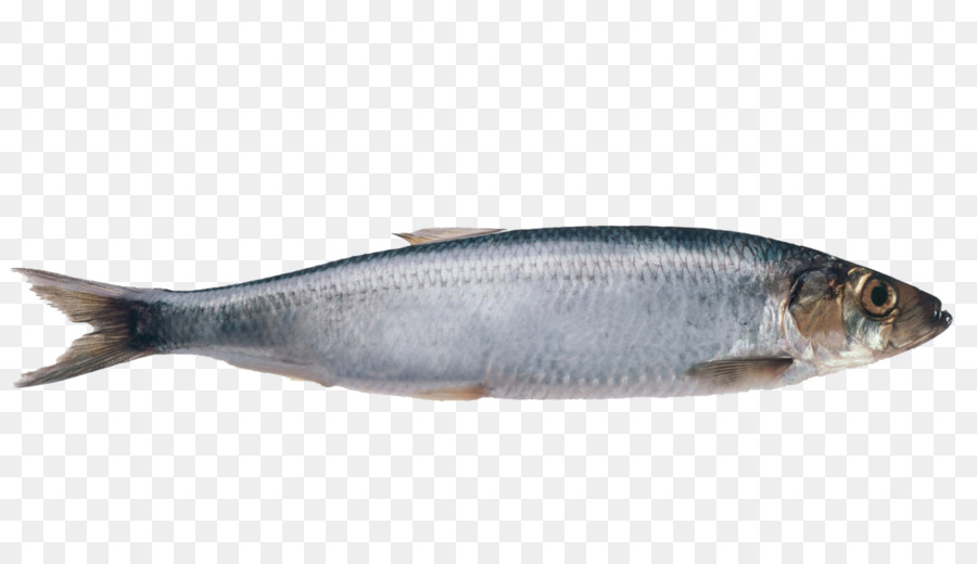 Atlantik-Hering Fisch-Seelachs Makrele - fischschwarm