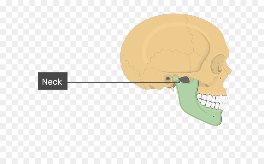 Mandibola, Cranio, Osso Mascellare Mascellare - cranio scheletro testa