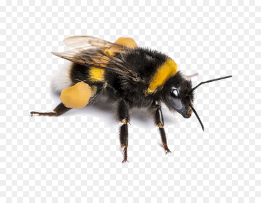 Bee Bombus terrestris Insekt Bestäuber-Stock Fotografie - drum