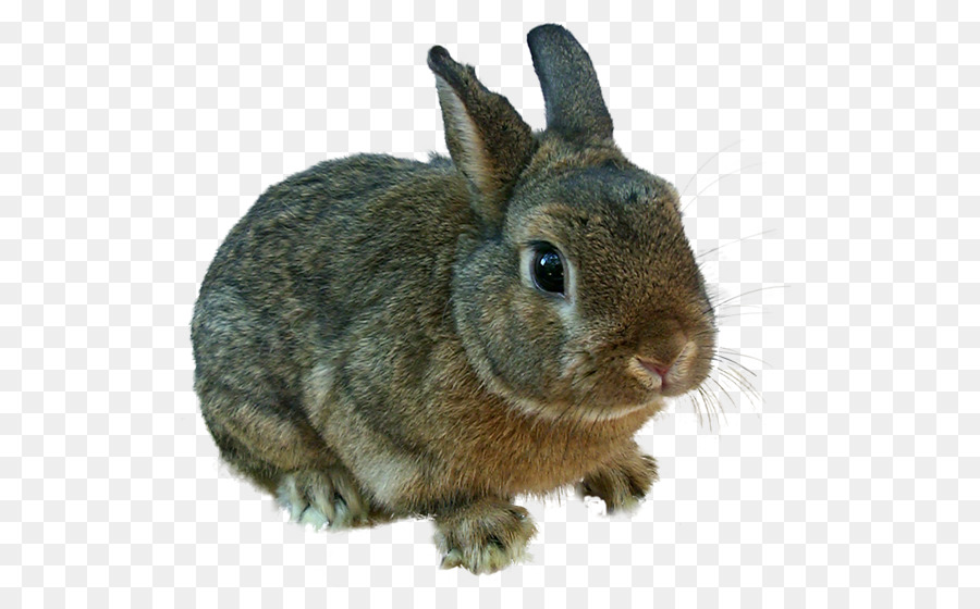 Coniglio Coniglietto di Pasqua Angelo Bunny, Lepre - animali divertenti