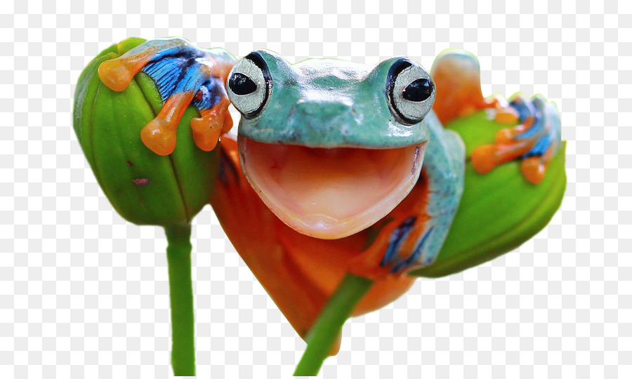 Red-eyed tree frog Frösche: Ein Chor von Farben-Amphibien - lächelndes baby Milch