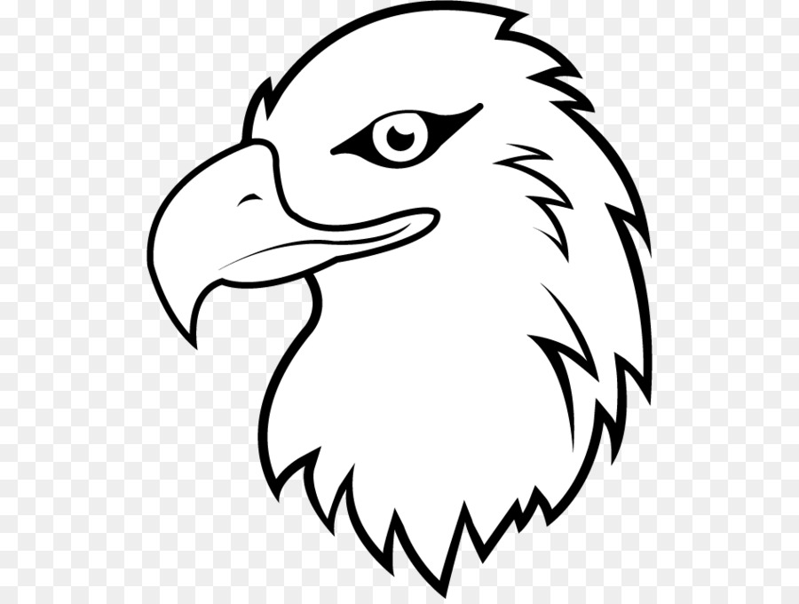 Bald Eagle, Aquila dalla coda Bianca Cartoon Clip art - carino aquila