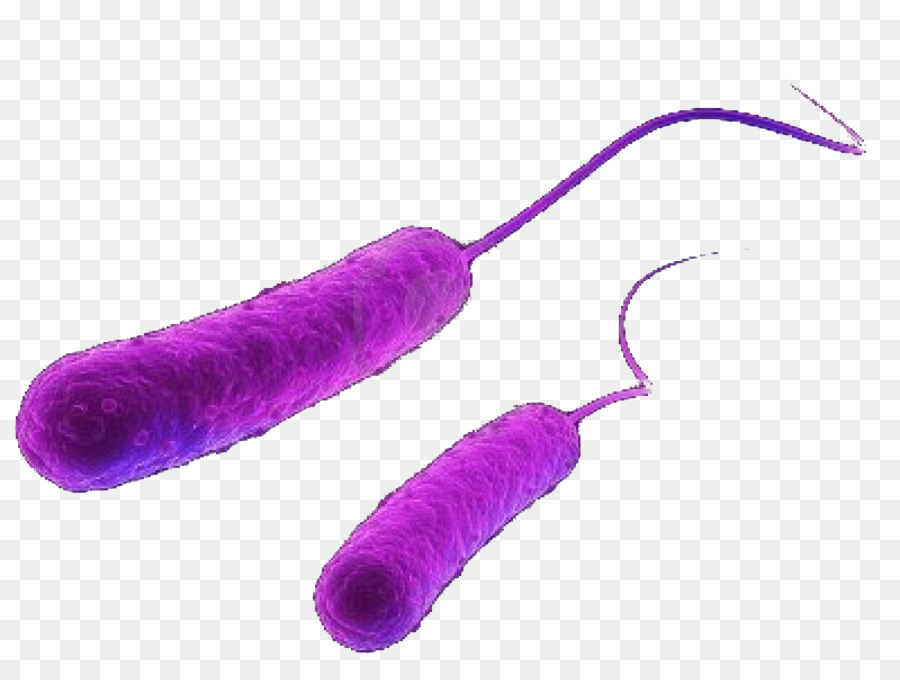E. coli batteri Gram-negativi Microrganismo teoria del Germe della malattia - batteri cartoon