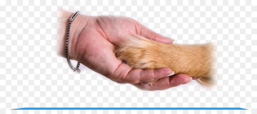 Con chó động Vật hỗ trợ điều trị tâm Lý phương pháp điều trị chứng tự Kỷ - thú vật