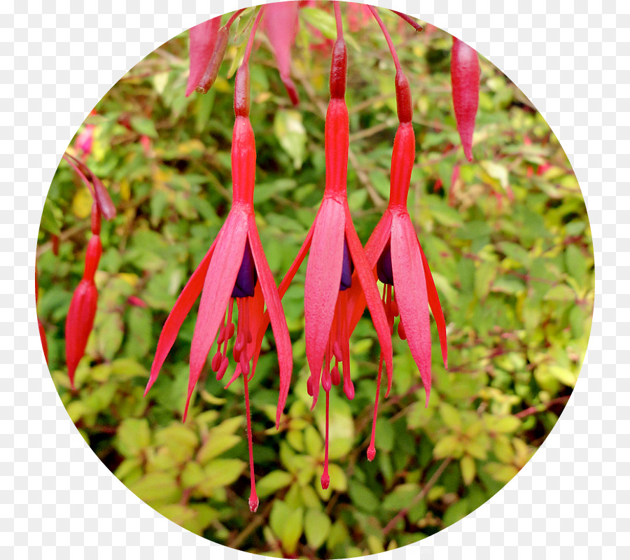 Google Fuchsia Petal Pflanze-Stiel - Frühherbst