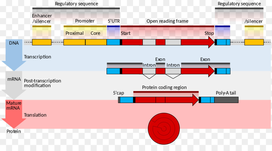 Struttura del Gene RNA Messaggero espressione del Gene Codificante la Trascrizione - regolare