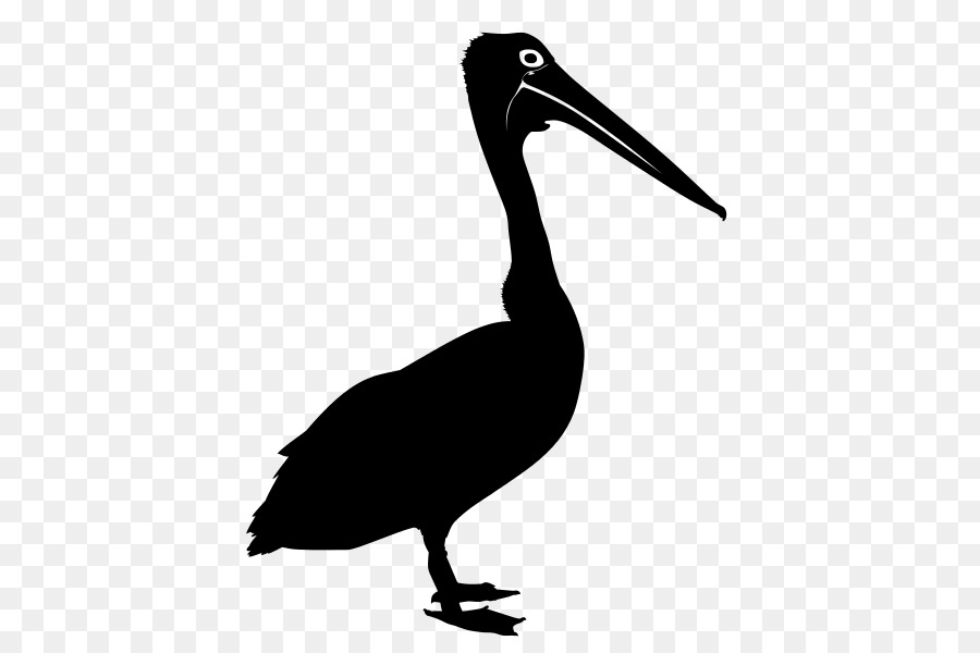 Chim Úc pelican Vẽ Bóng Clip nghệ thuật - chủ véc tơ