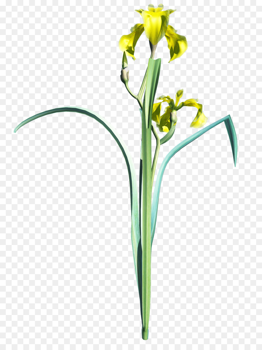 Diaframma di Scatto Iris Clip art - iris