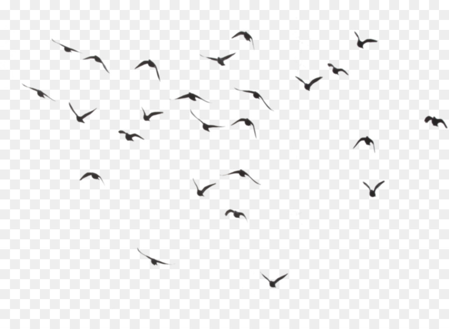 Chim ruồi Đàn Clip nghệ thuật - chim bồ câu bay liệu