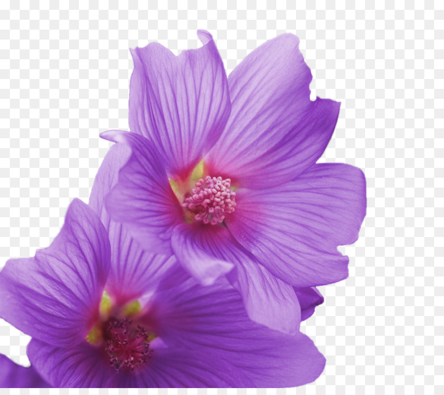 Hibiscus Adobe Premiere Elements-Video-Adobe Premiere Pro Mittwoch - layered Blume