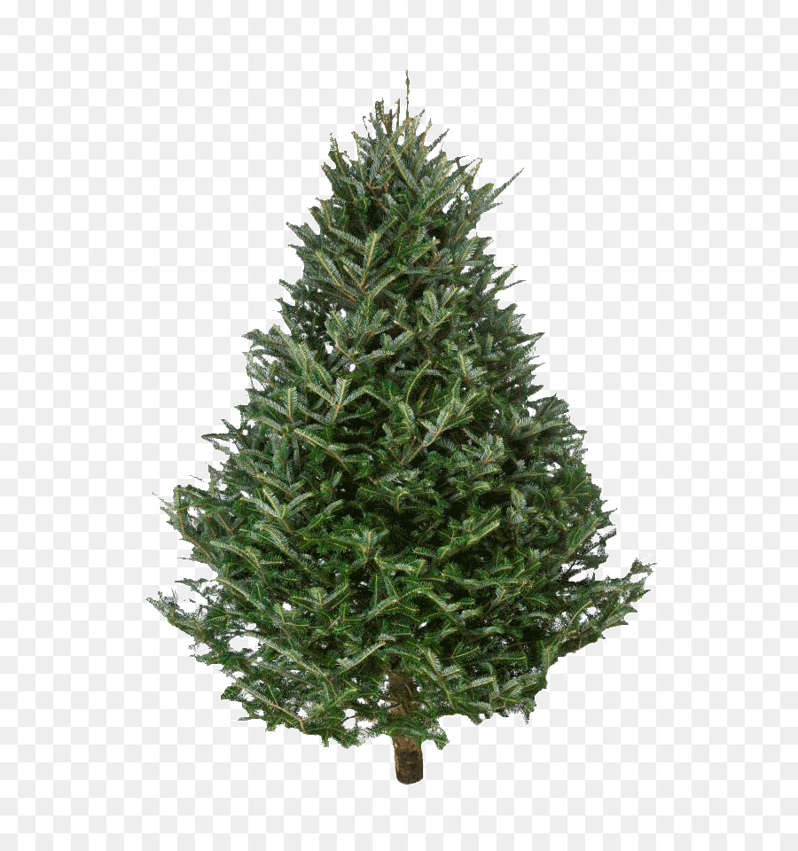 Fraser abete Nordmann di abete, albero di Natale - il legno di abete