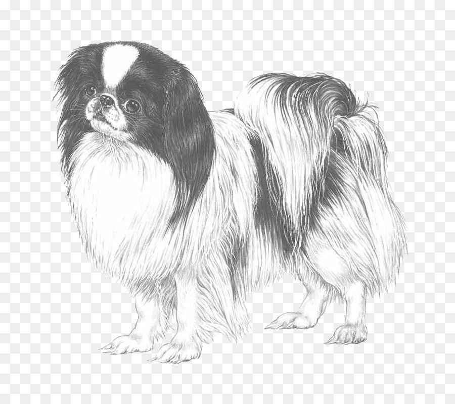 Japan-Chin Tibet Spaniel Hund Rasse Chinese Imperial Hund Pekinese - Unternehmen x chin