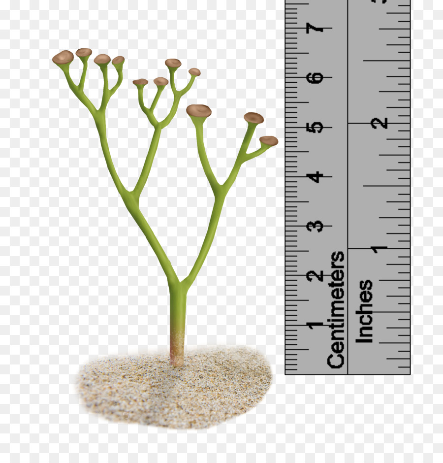 Cooksonia pertoni Anlage Silur Polysporangiophyte - Eindruck