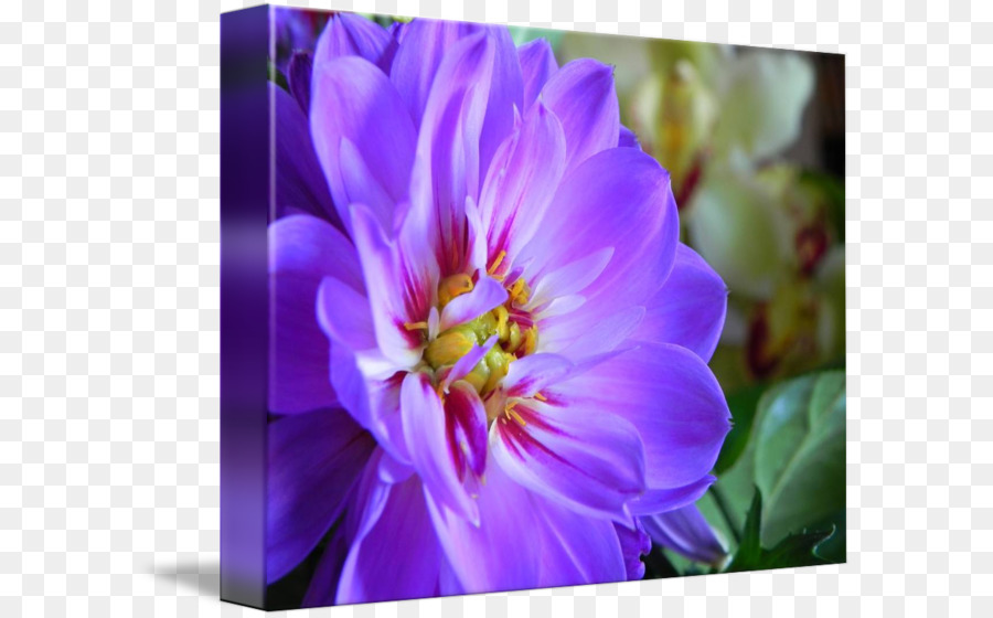 Krokus Violett einjährige pflanze Krautige pflanze aus der Familie - Blumen streuen zu senden Segnungen