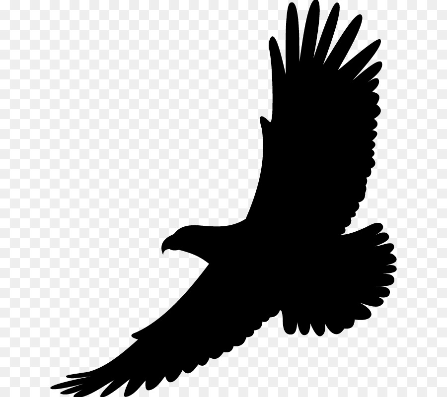 Uccello Disegno di Aquila dalla coda Bianca Aquila Calva - le ali di un'aquila tatuaggio