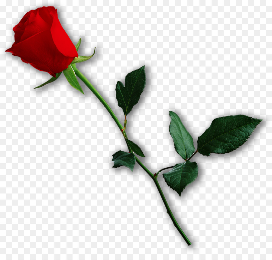 Garten, Rosen, Valentinstag Herz Liebe, Centifolia Rosen - importiert