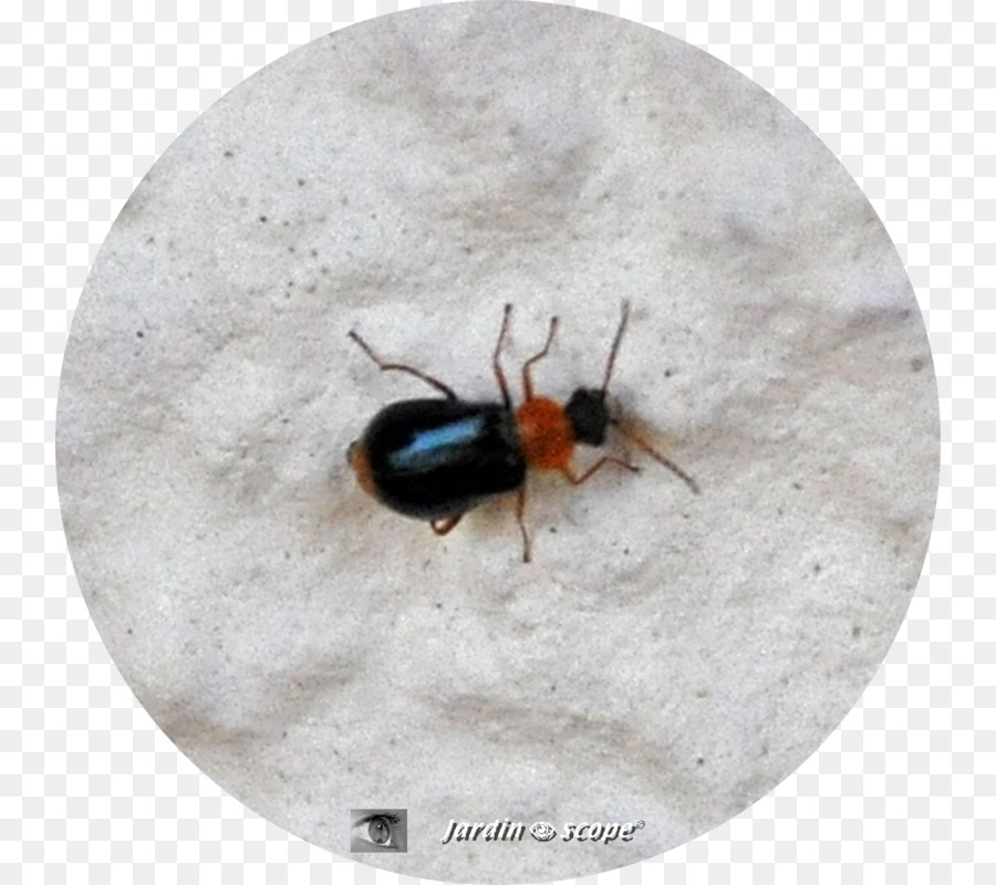 Foglia beetle Gastrophysa polygoni Verde - Polygonum