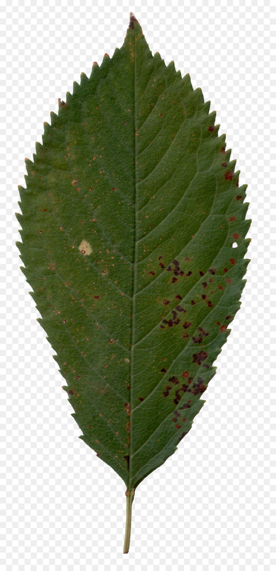 Plant pathology-Blatt-Baum - Kirschblatt