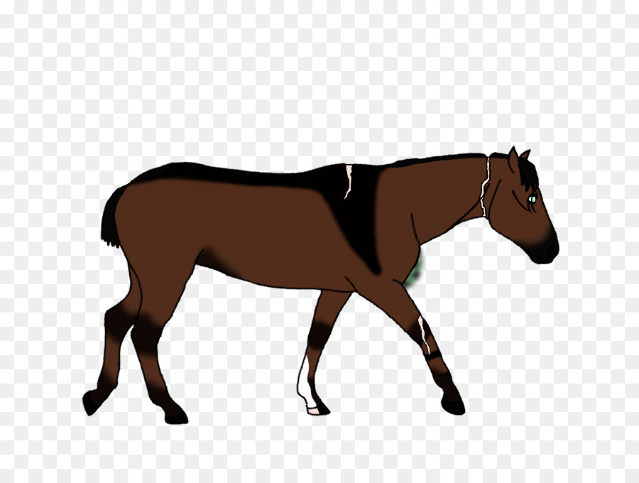 Mulo Puledro Stallone Briglia Pony - sforzo temperamento 5 anni