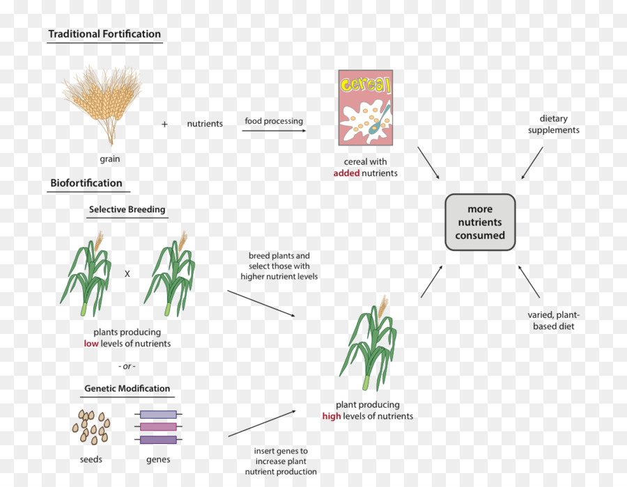 Biofortification Golden rice di riproduzione delle Piante allevamento Selettivo - alto valore nutrizionale