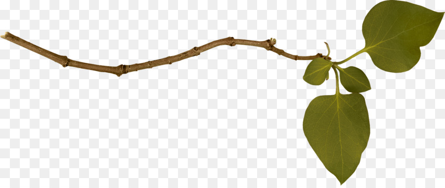Leaf Branch