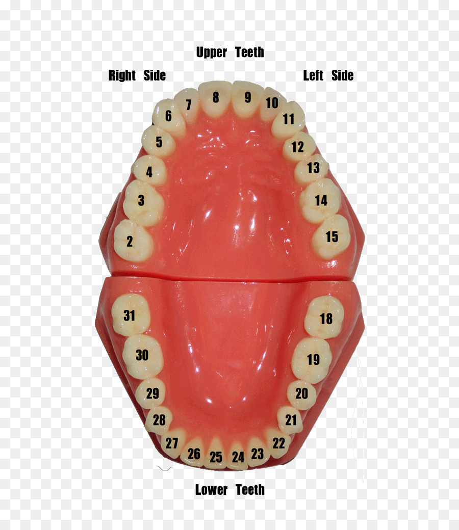 Denti umani Odontoiatria Numero Gengive - specchio dentale
