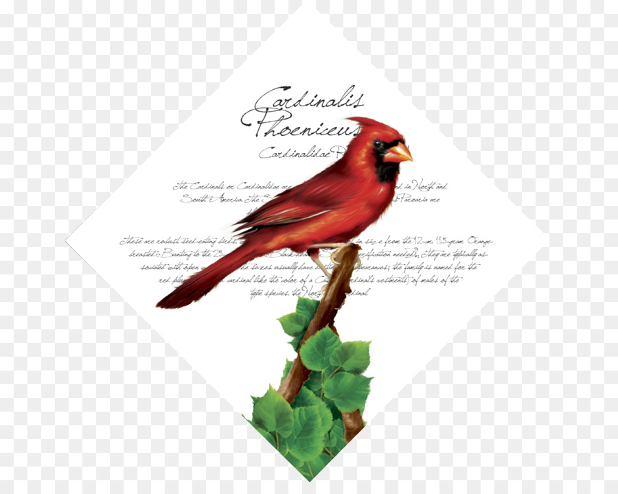 Fauna Becco Piume - Il cardinale