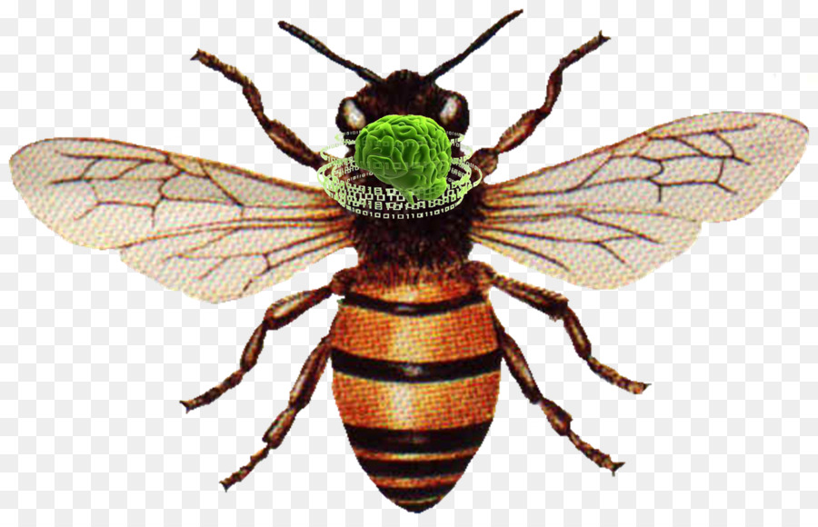 Western miele di ape Insetto di api operaie Apicoltura - ape di successo & giubilante
