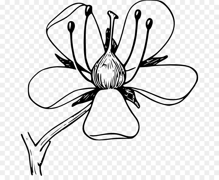 Cây hoa thủy tiên Clip nghệ thuật - hoa nở