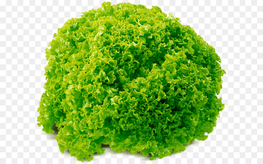 Blatt-Gemüse-Blatt-Salat Essen Salat - Fenchel Blatt in der Art