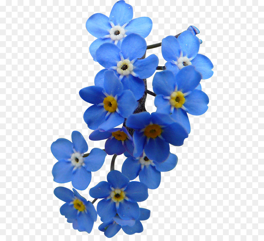 Cielo Blu Fiore Petalo Clip art - fiore