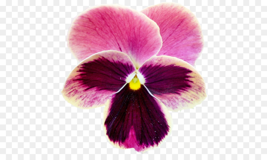 Stiefmütterchen Violett Motten Orchideen Close-up - veilchen