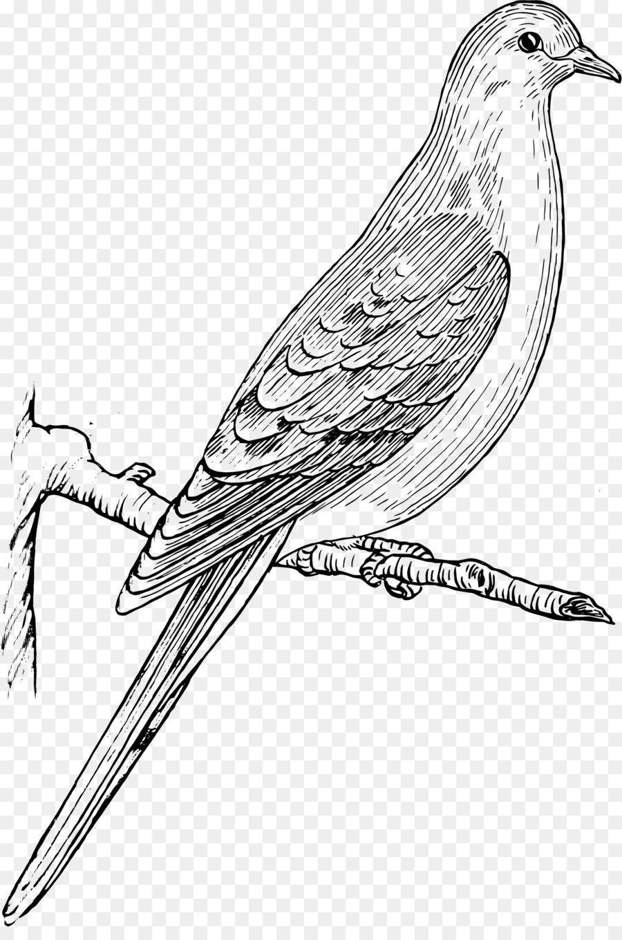 Columbidae Vogel Mourning dove Zeichnung Clip art - Trauer