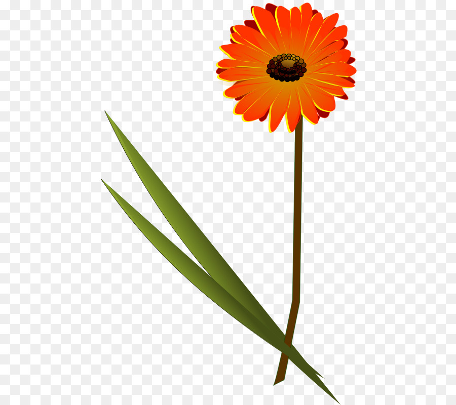 Transvaal daisy Daisy Comune di famiglia, daisy Clip art - aprire i fiori