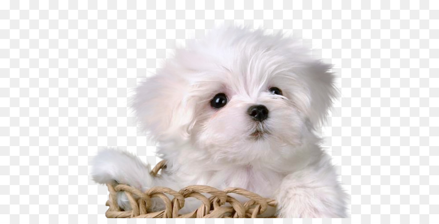 Con chó con chó Maltese Labrador Chó Chăn cừu đức - con chó con