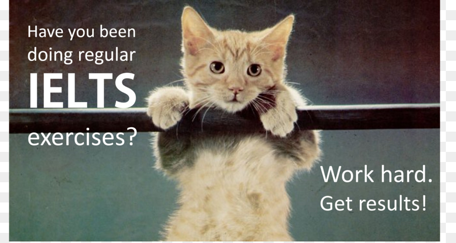 Hang in there, Baby Poster Katze Kätzchen Fotografie - das Studium schwer