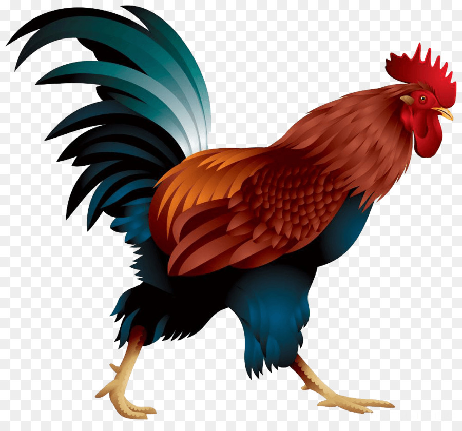 Rooster Mỏ Lông Gà thịt - chúc mừng năm của gà