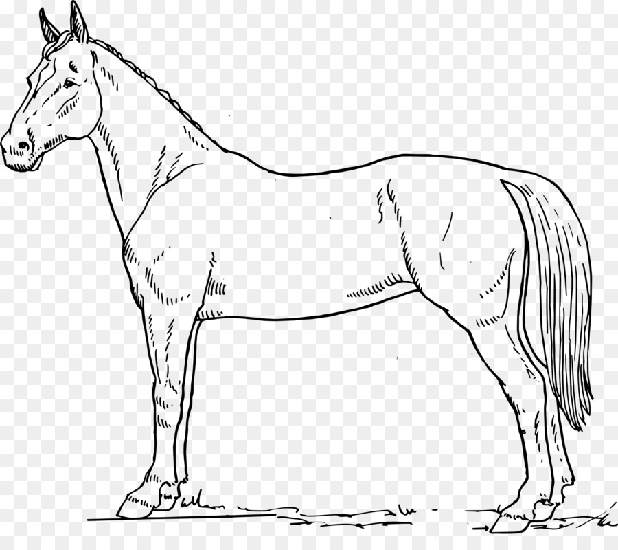 Cavallo arabo Equina anatomia American Paint Horse Equestre di uno zoccolo di Cavallo - altri