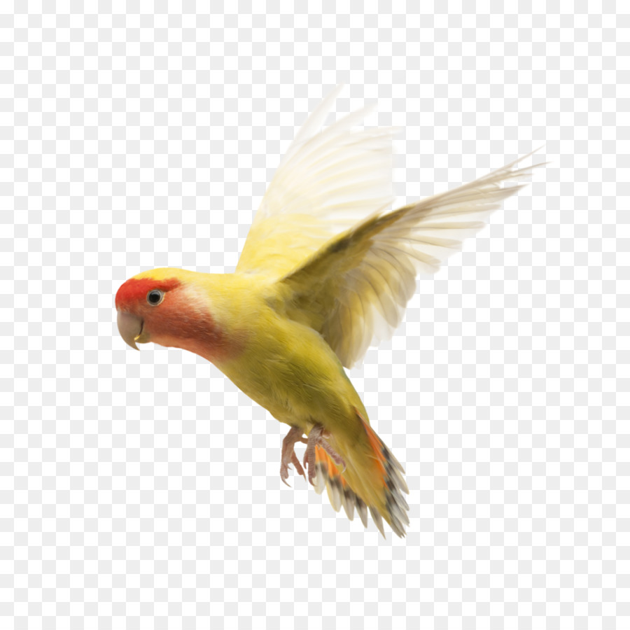 Parrot Rosy-faced lovebird Hund Yellow-collared lovebird - Liebe Vögel