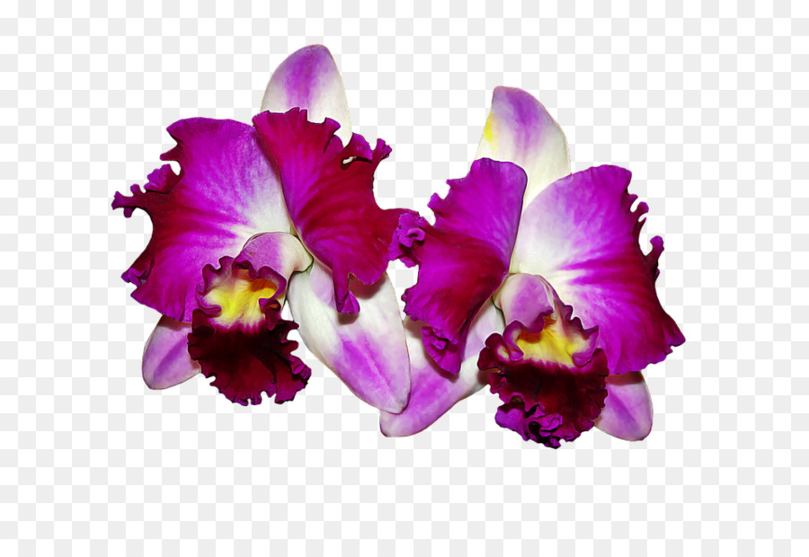 Le Orchidee Sfondo Del Desktop - fiore