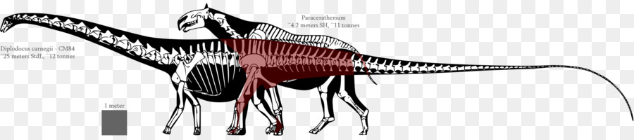 Diplodocus Tyrannosaurus Allosauro Dinosauri dimensione Apatosaurus - match terra