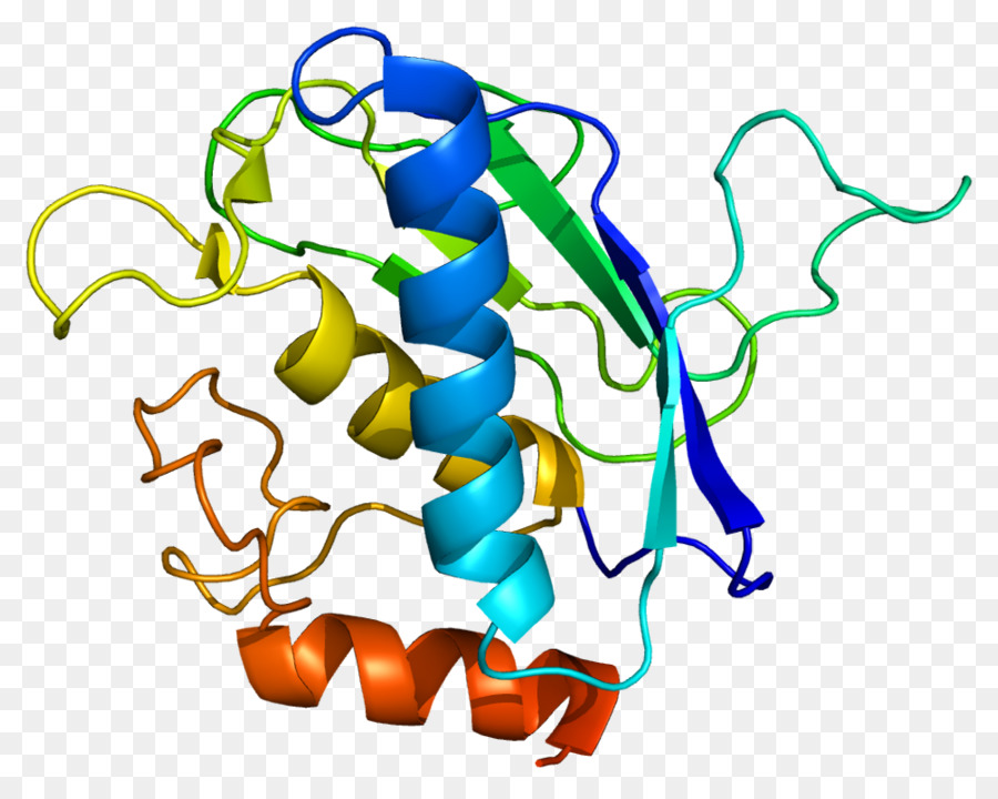Matrix-metalloproteinase MMP16 Extrazellulären matrix Proteoglycan - Schädel Skelett