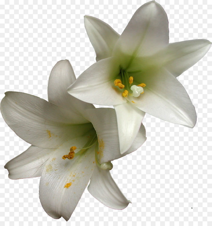 Cánh Hoa Lily M - những người khác