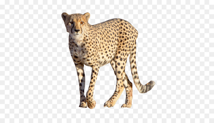 Cheetah Leopard Felidae Clip art - wildes Tier