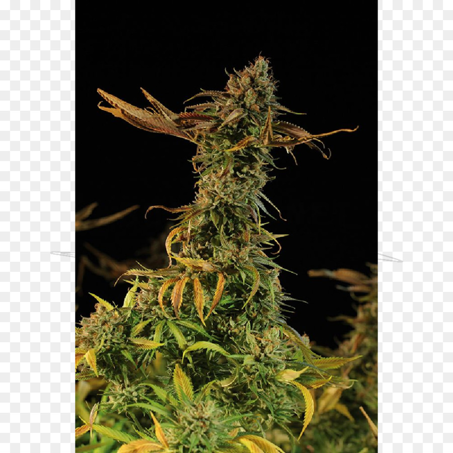 Goldene Ernte Cannabis sativa-Pflanze-Saatgut-bank - Heidelbeer Busch