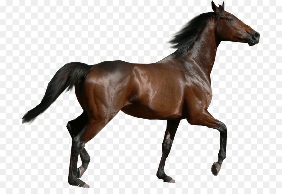 Purosangue Morgan horse Dartmoor pony Holsteiner Mare - bella mento